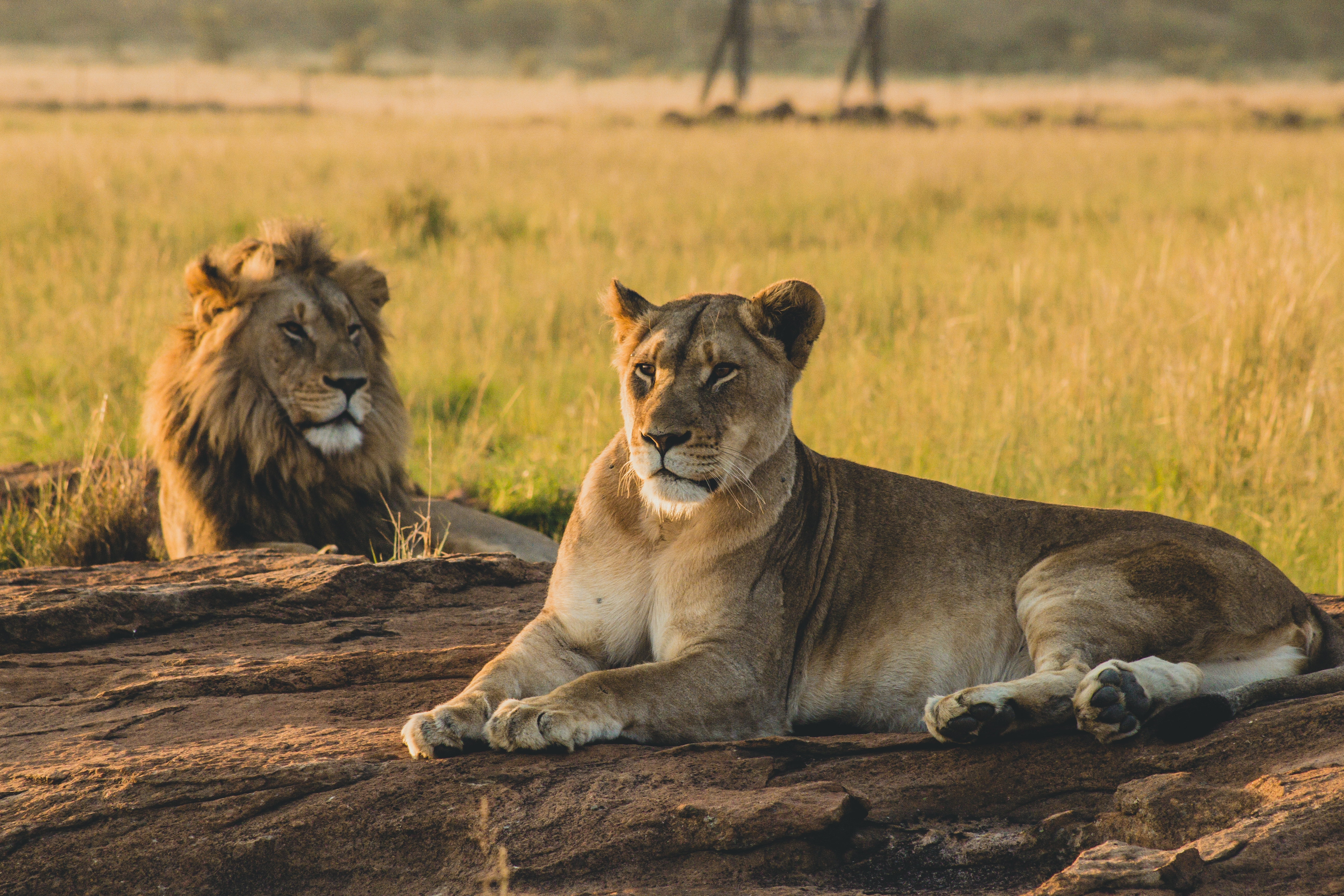 Wildlife Safaris